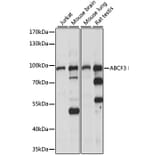 Western Blot - Anti-ABCF3 Antibody (A91338) - Antibodies.com