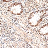 Immunohistochemistry - Anti-MCM5 Antibody (A91339) - Antibodies.com