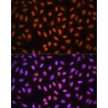 Immunofluorescence - Anti-MCM5 Antibody (A91339) - Antibodies.com