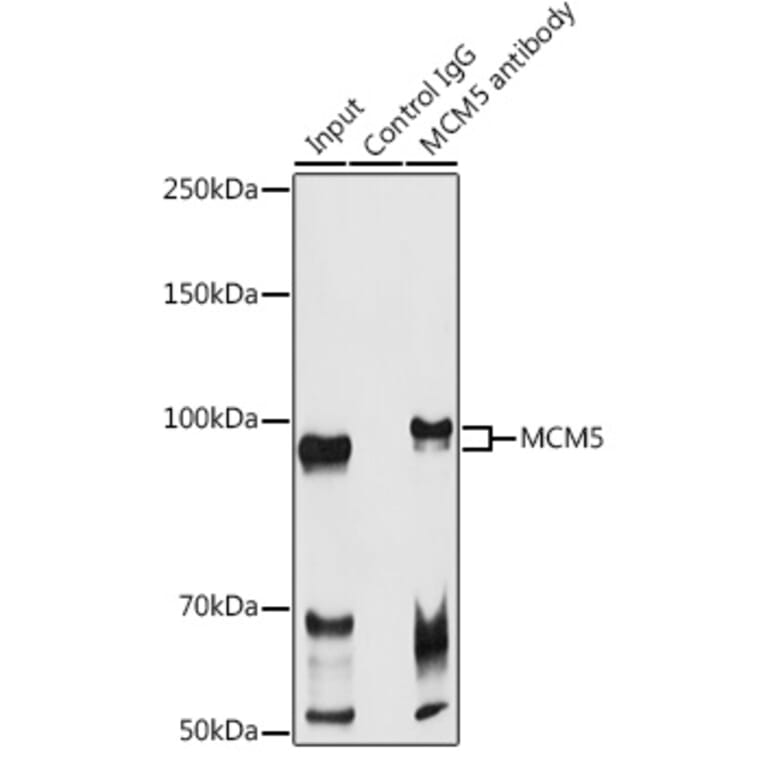 Western Blot - Anti-MCM5 Antibody (A91339) - Antibodies.com