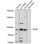 Western Blot - Anti-RNF6 Antibody (A91342) - Antibodies.com
