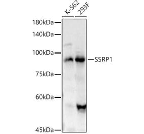 Western Blot - Anti-SSRP1 Antibody (A91343) - Antibodies.com