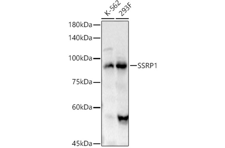 Western Blot - Anti-SSRP1 Antibody (A91343) - Antibodies.com