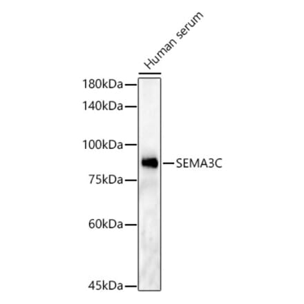 Western Blot - Anti-Semaphorin 3c Antibody (A91344) - Antibodies.com