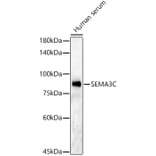 Western Blot - Anti-Semaphorin 3c Antibody (A91344) - Antibodies.com
