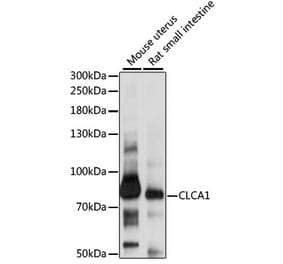 Western Blot - Anti-CLCA1 Antibody (A91345) - Antibodies.com