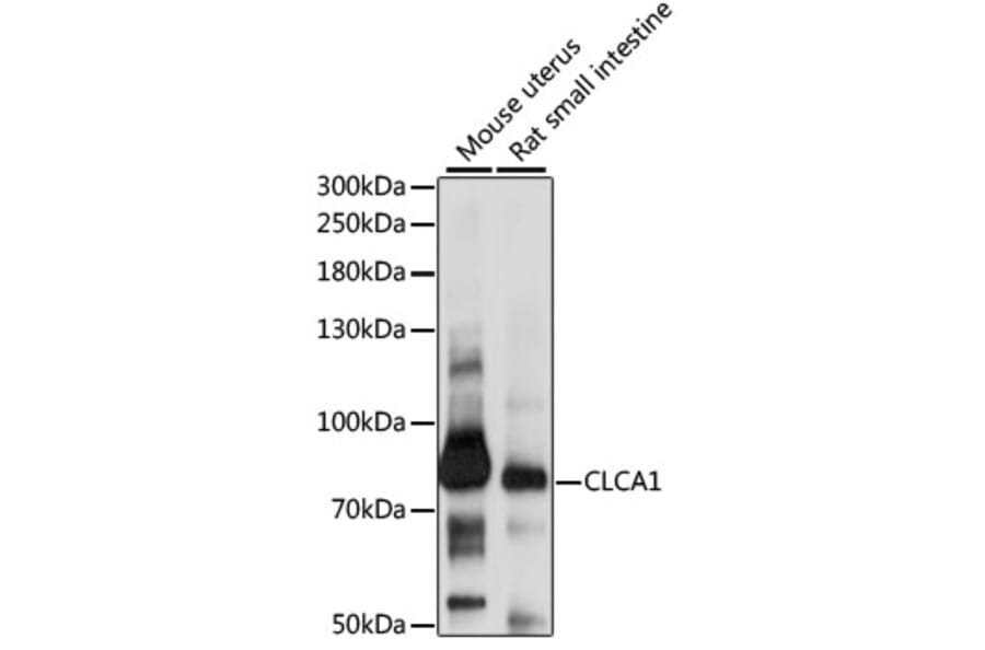 Western Blot - Anti-CLCA1 Antibody (A91345) - Antibodies.com