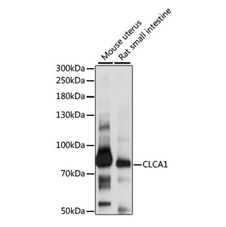 Western Blot - Anti-CLCA1 Antibody (A91345) - Antibodies.com