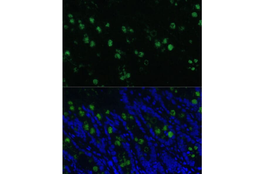 Immunofluorescence - Anti-CLCA1 Antibody (A91345) - Antibodies.com