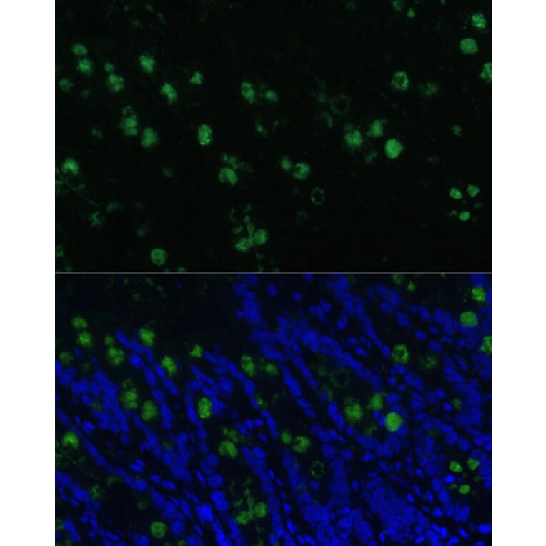 Immunofluorescence - Anti-CLCA1 Antibody (A91345) - Antibodies.com
