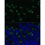 Immunofluorescence - Anti-CLCA1 Antibody (A91345) - Antibodies.com