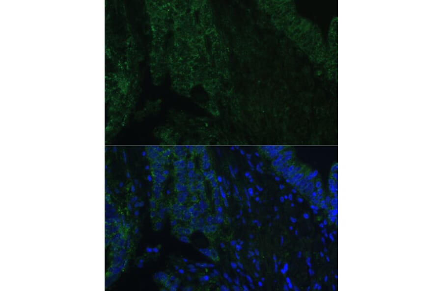 Immunofluorescence - Anti-CLCA1 Antibody (A91345) - Antibodies.com
