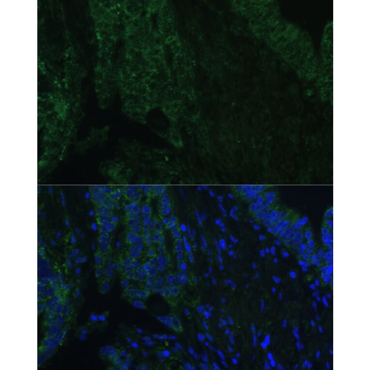 Immunofluorescence - Anti-CLCA1 Antibody (A91345) - Antibodies.com