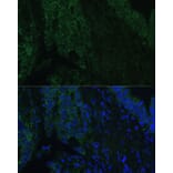 Immunofluorescence - Anti-CLCA1 Antibody (A91345) - Antibodies.com