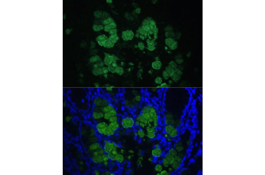 Immunofluorescence - Anti-CLCA1 Antibody (A91345) - Antibodies.com
