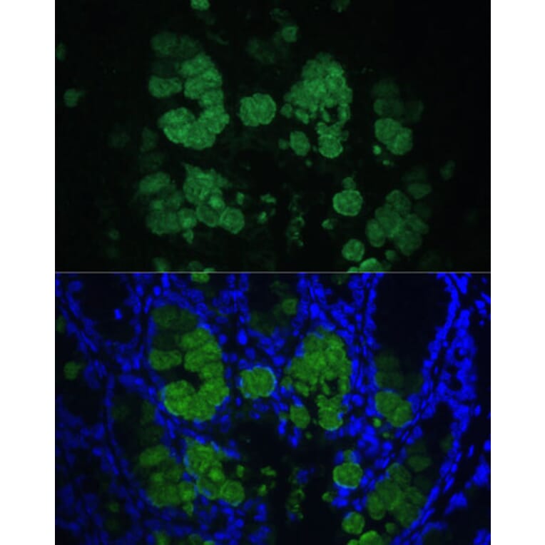 Immunofluorescence - Anti-CLCA1 Antibody (A91345) - Antibodies.com