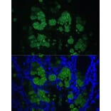Immunofluorescence - Anti-CLCA1 Antibody (A91345) - Antibodies.com