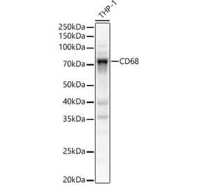Western Blot - Anti-CD68 Antibody (A91346) - Antibodies.com