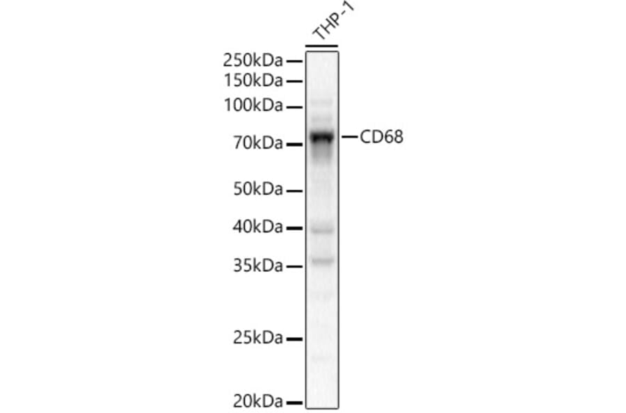 Western Blot - Anti-CD68 Antibody (A91346) - Antibodies.com