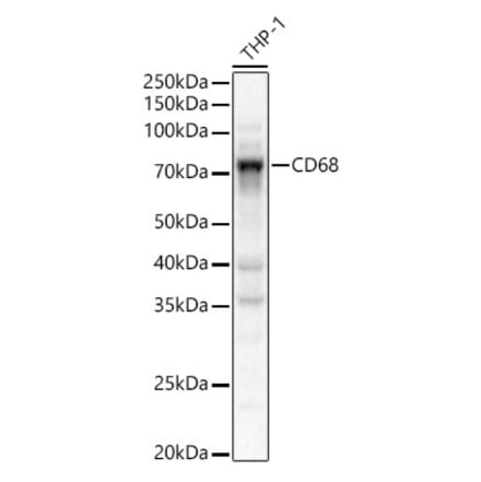 Western Blot - Anti-CD68 Antibody (A91346) - Antibodies.com