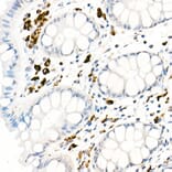 Immunohistochemistry - Anti-CD68 Antibody (A91346) - Antibodies.com