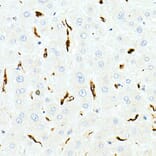 Immunohistochemistry - Anti-CD68 Antibody (A91346) - Antibodies.com