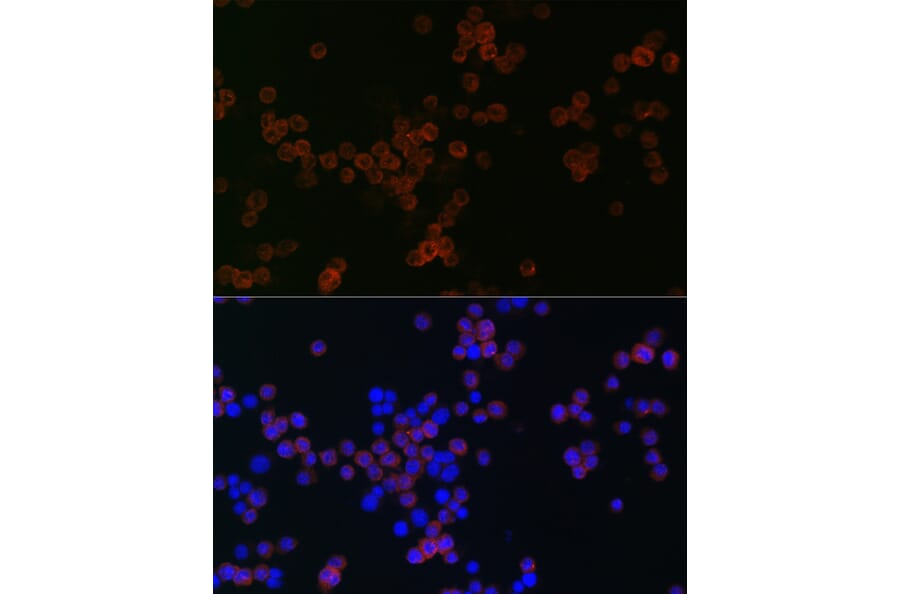 Immunofluorescence - Anti-CD68 Antibody (A91346) - Antibodies.com