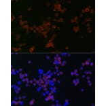 Immunofluorescence - Anti-CD68 Antibody (A91346) - Antibodies.com