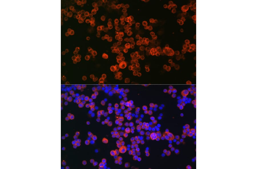 Immunofluorescence - Anti-CD68 Antibody (A91346) - Antibodies.com