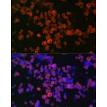 Immunofluorescence - Anti-CD68 Antibody (A91346) - Antibodies.com