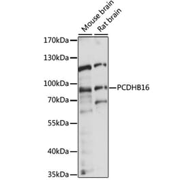 Western Blot - Anti-PCDHB16 Antibody (A91347) - Antibodies.com