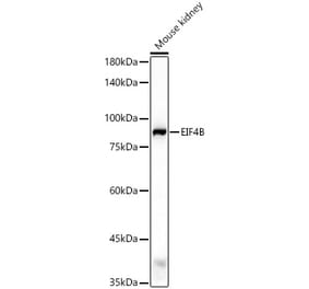 Western Blot - Anti-eIF4B Antibody (A91348) - Antibodies.com