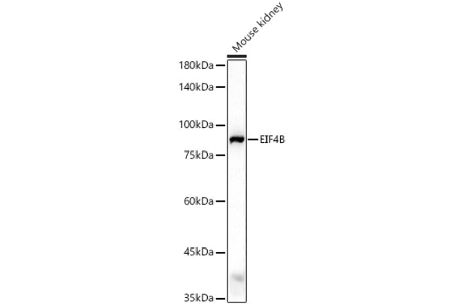 Western Blot - Anti-eIF4B Antibody (A91348) - Antibodies.com
