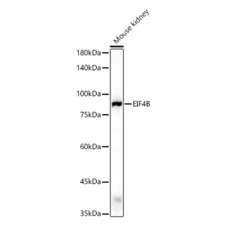 Western Blot - Anti-eIF4B Antibody (A91348) - Antibodies.com