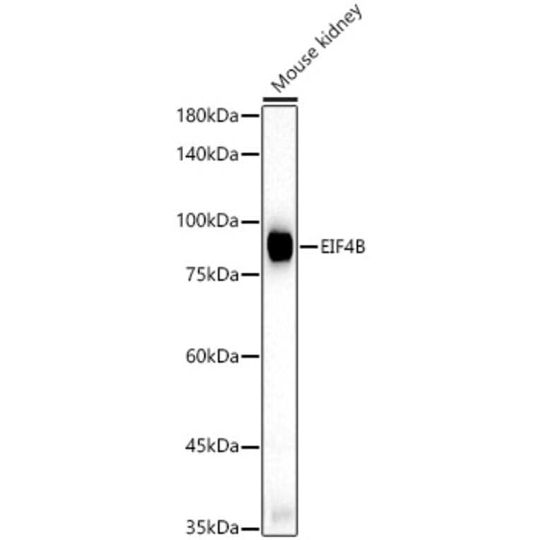 Western Blot - Anti-eIF4B Antibody (A91348) - Antibodies.com