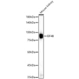 Western Blot - Anti-eIF4B Antibody (A91348) - Antibodies.com