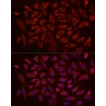 Immunofluorescence - Anti-eIF4B Antibody (A91348) - Antibodies.com