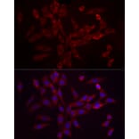 Immunofluorescence - Anti-eIF4B Antibody (A91348) - Antibodies.com