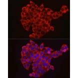 Immunofluorescence - Anti-eIF4B Antibody (A91348) - Antibodies.com