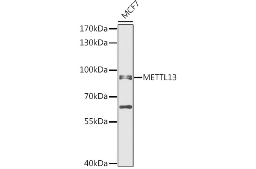 Western Blot - Anti-METTL13 Antibody (A91351) - Antibodies.com