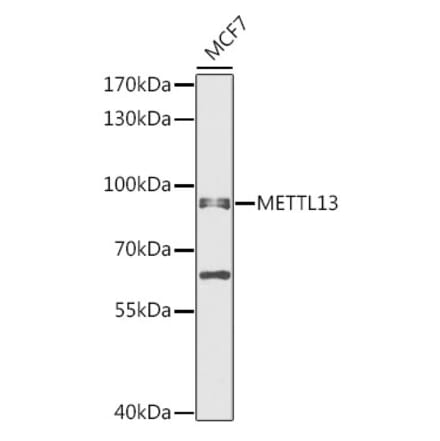 Western Blot - Anti-METTL13 Antibody (A91351) - Antibodies.com
