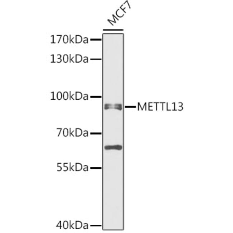 Western Blot - Anti-METTL13 Antibody (A91351) - Antibodies.com