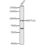 Western Blot - Anti-METTL13 Antibody (A91351) - Antibodies.com