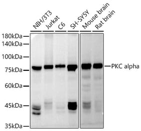 Western Blot - Anti-PKC alpha Antibody (A91354) - Antibodies.com