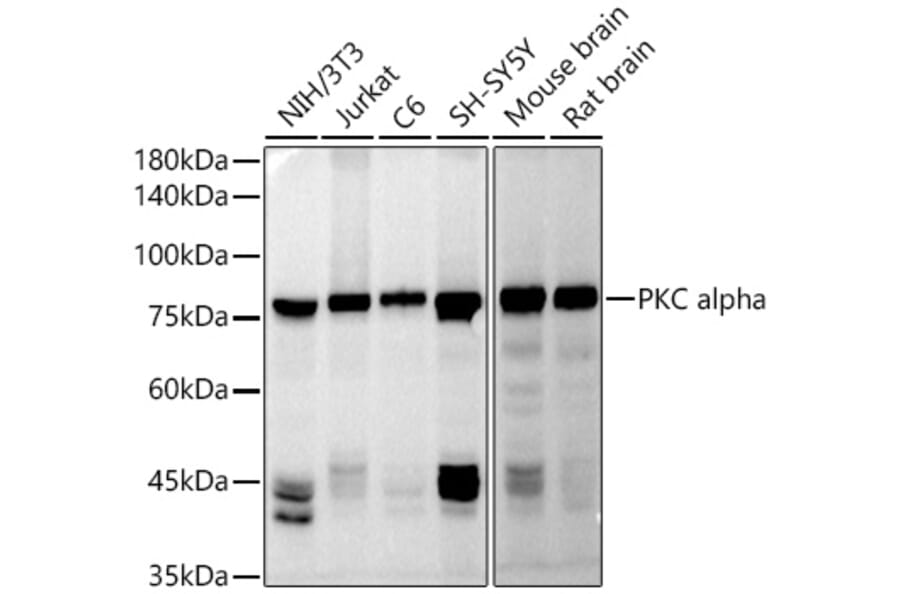Western Blot - Anti-PKC alpha Antibody (A91354) - Antibodies.com