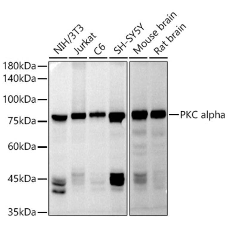 Western Blot - Anti-PKC alpha Antibody (A91354) - Antibodies.com