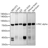Western Blot - Anti-PKC alpha Antibody (A91354) - Antibodies.com