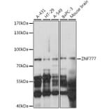 Western Blot - Anti-ZNF777 Antibody (A91355) - Antibodies.com