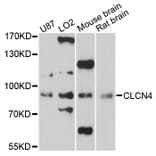 Western Blot - Anti-CLCN4 Antibody (A13790) - Antibodies.com