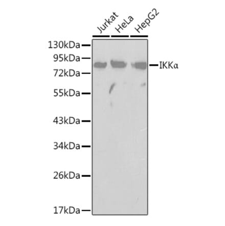 Western Blot - Anti-IKK alpha Antibody (A91358) - Antibodies.com